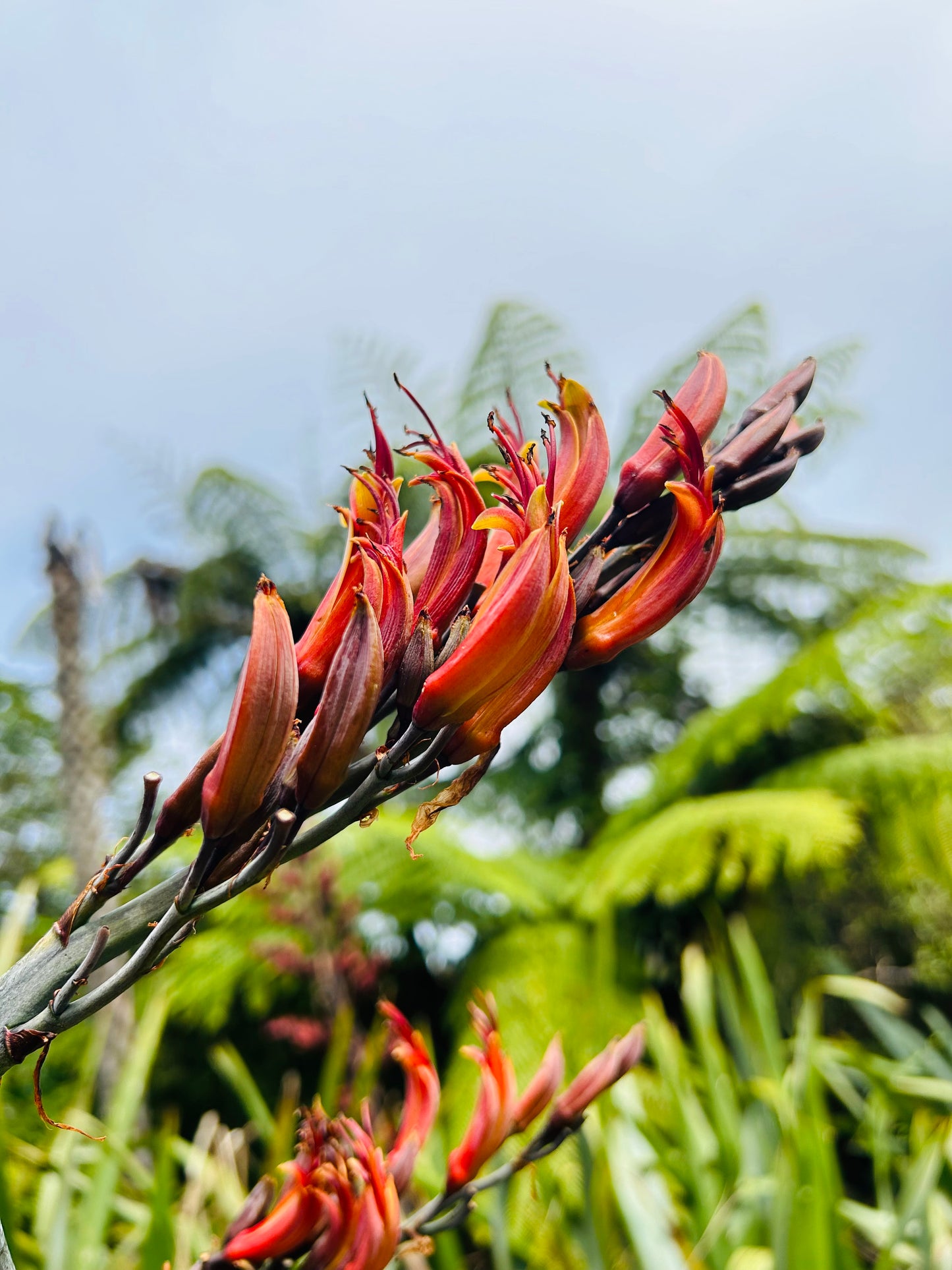 Harakeke & Sweet Orange Conditioner Bar