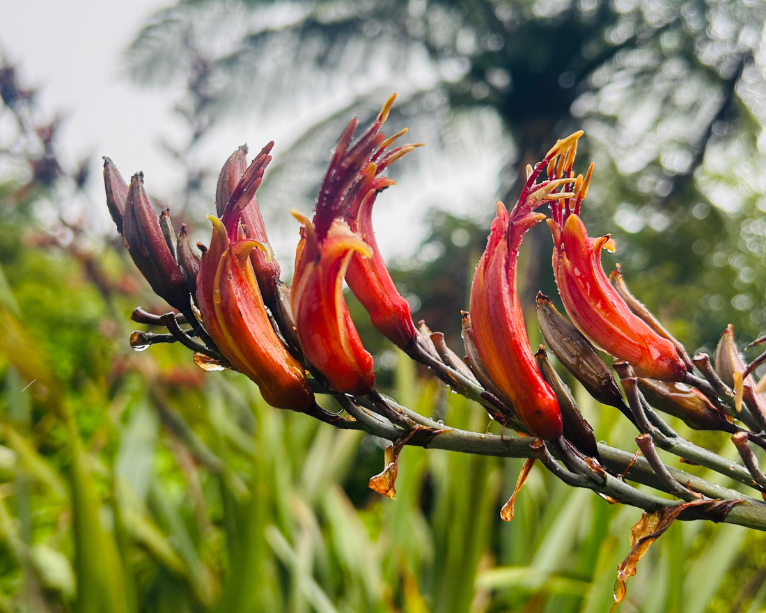 Harakeke- He Taonga, He Whānau, He Rongoā