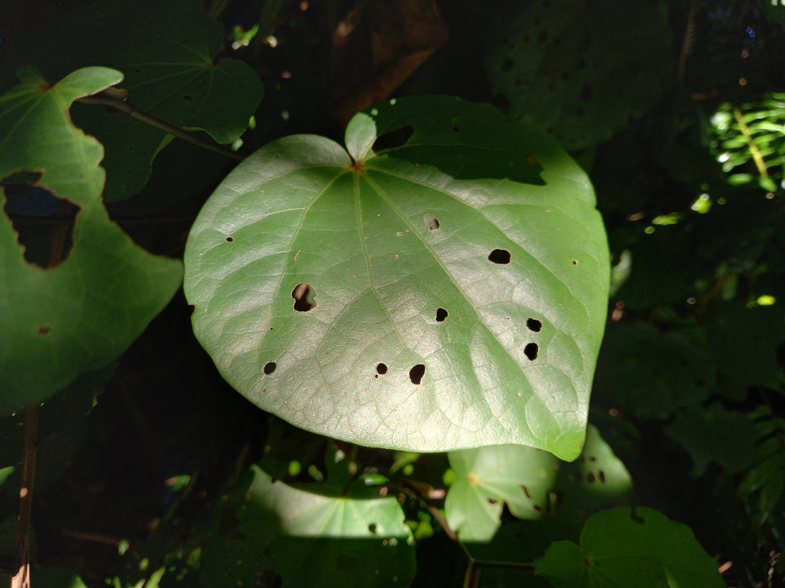 Kawakawa (Macropiper Excelsum)