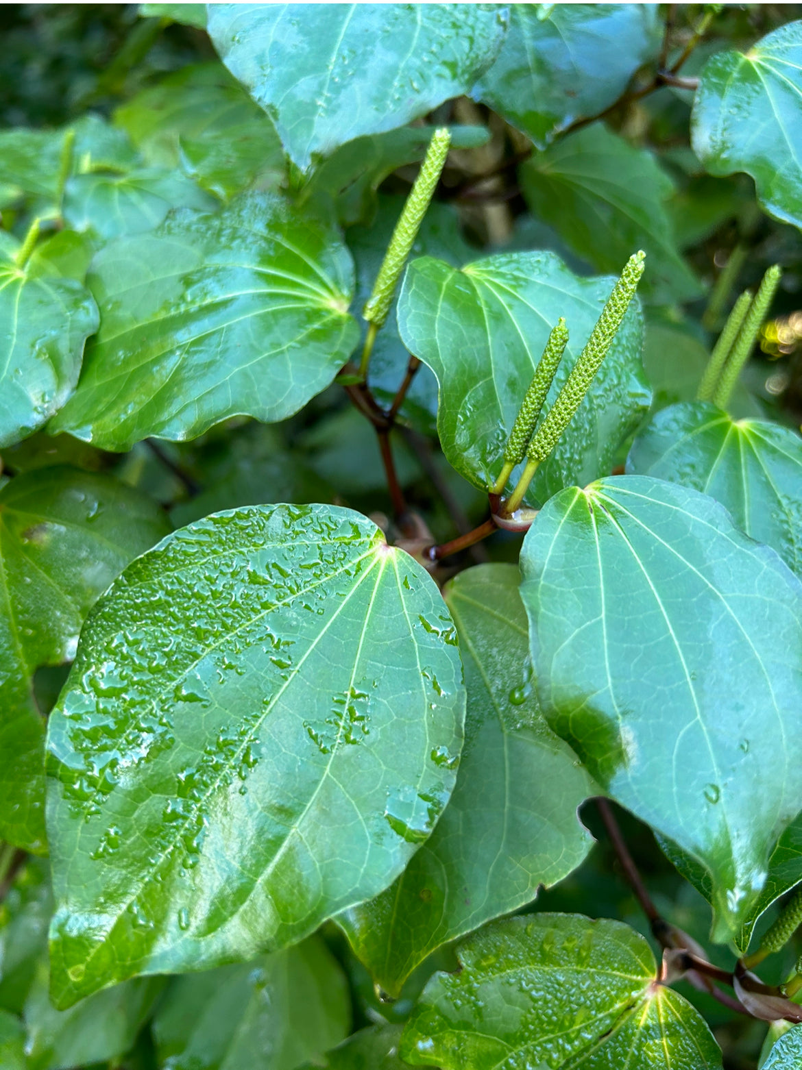 Kawakawa & Mango Body Butter