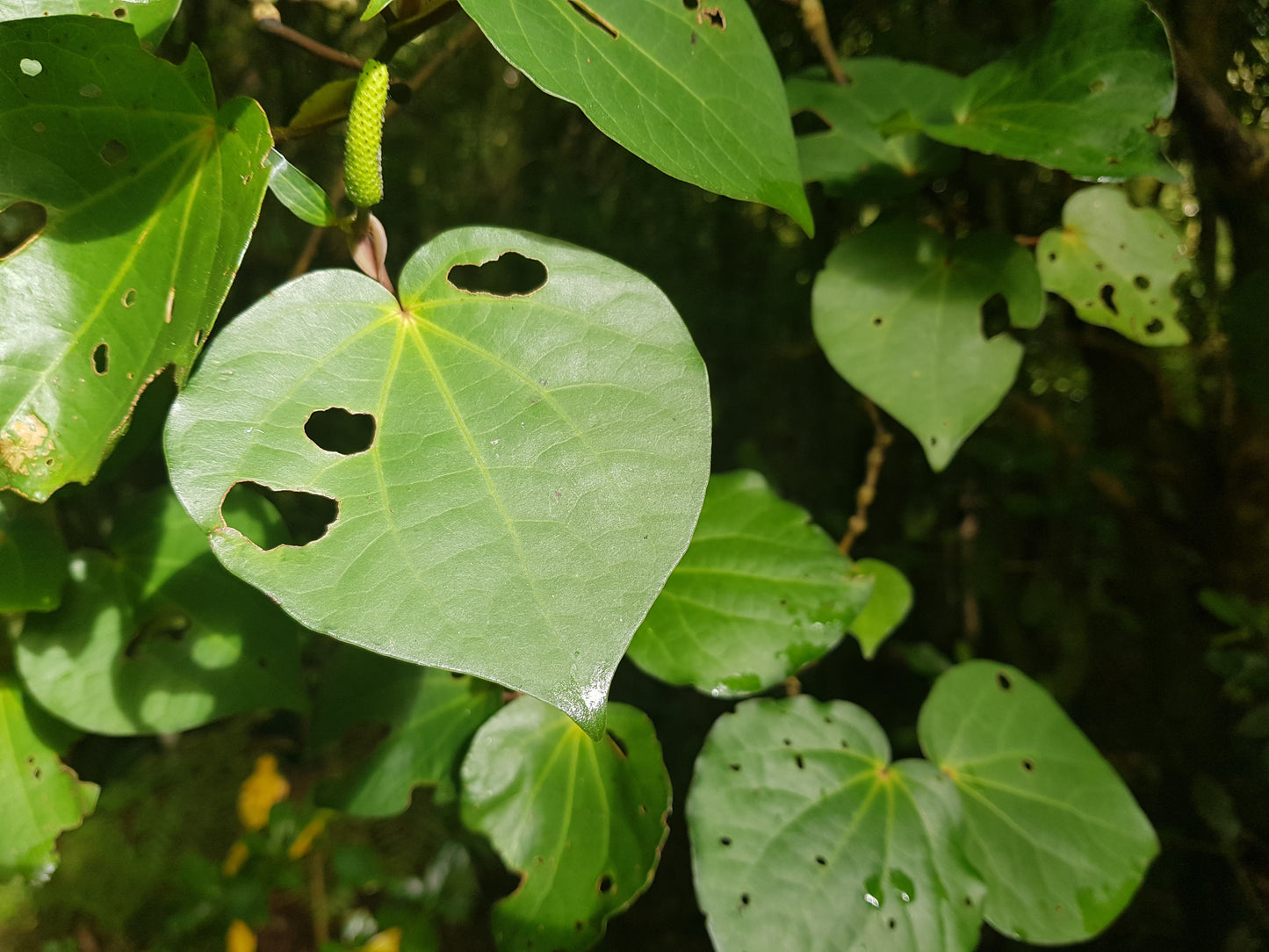 Kawakawa